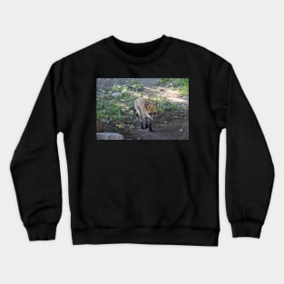 Shedding Red Fox Crewneck Sweatshirt